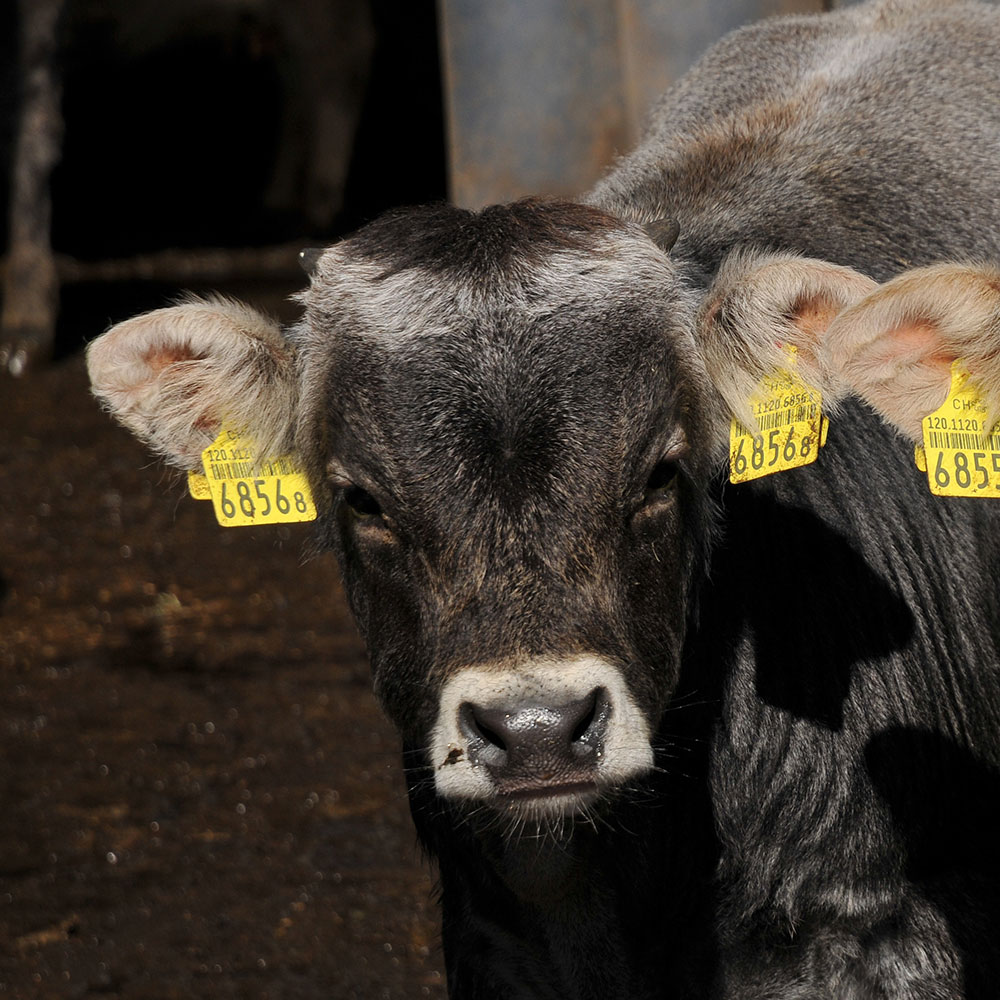 Vache grise rhétique Ferme de la tourbière — free download
