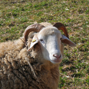 mouton oberland grison Ferme de la Touribière