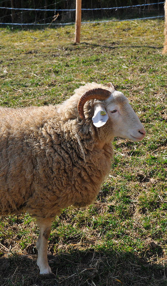 mouton oberland grison